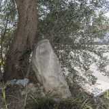 Attraversiamo a questo punto la via perch� sul marciapiede opposto, nascosta dietro un albero di ulivo e sepolta da rifiuti e sterpaglie, troviamo una lastra. E� un menhir, una grossa pietra grezza conficcata nel terreno risalente al periodo Neolitico. Si tratta dell�unico monolite sopravvissuto a Bari citt� che appare per� spezzato, inclinato e danneggiato